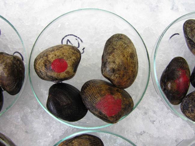Almejas en el laboratorio / Fundación Descubre