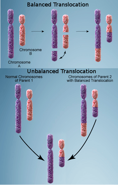 CNIO translocación