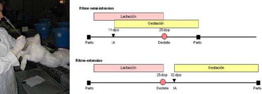 Figura 1