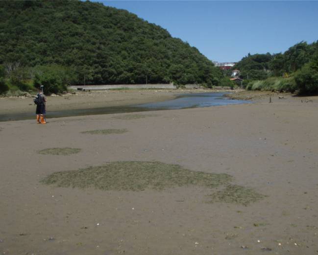 Zostera noltii