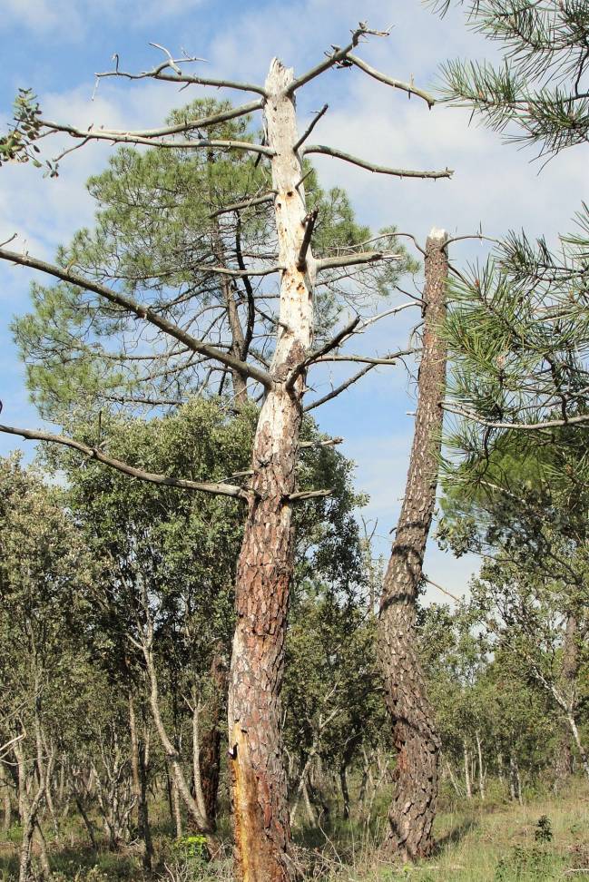 El objetivo es proponer alternativas de control sanitario y gestión forestal sostenible