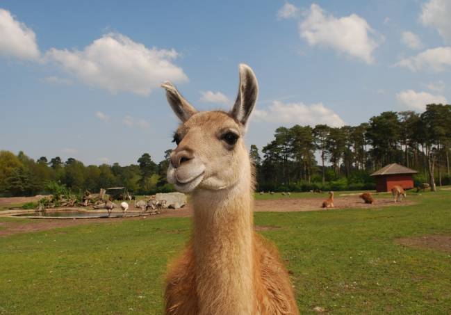 llama en un parque