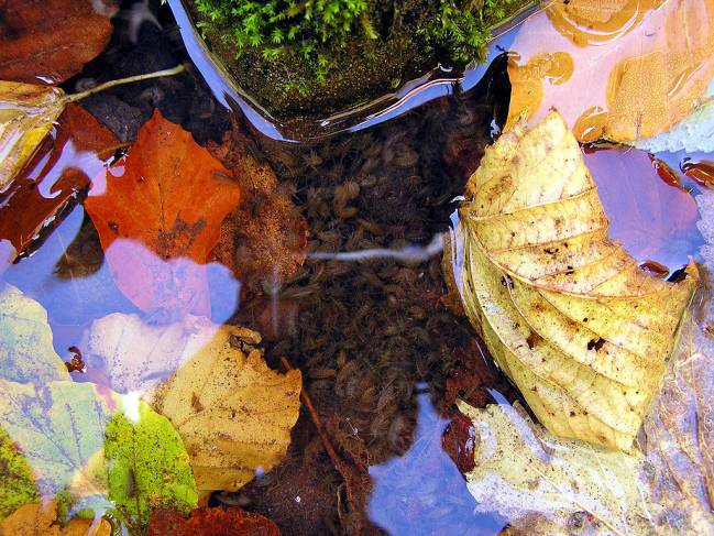 La especie Gammarus pulex, común en los sistemas acuáticos, reduce el consumo de alimento y nada más rápido en presencia de los tóxicos.