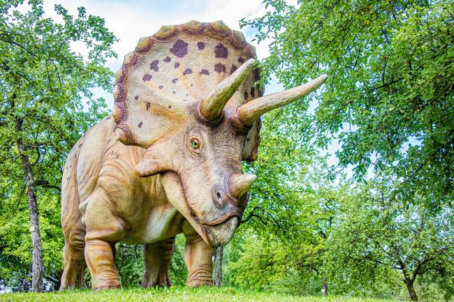 Triceratops