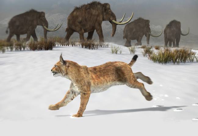 Reconstrucción del lince ibérico que habitó la península ibérica hace 1,6 millones de años. / José Antonio Peñas (Sinc)