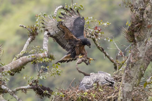 Águila Inca (Spizaetus isidori), una especie en peligro de extinción