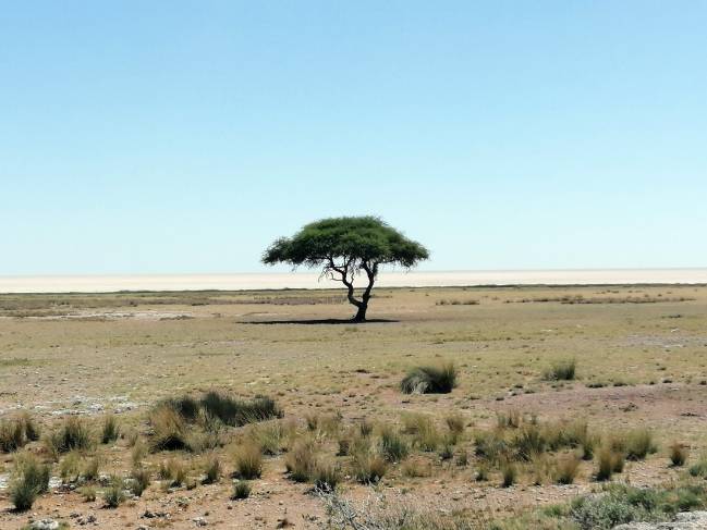 Ejemplar de acacia