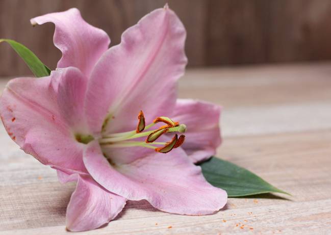 Flor del Lilium
