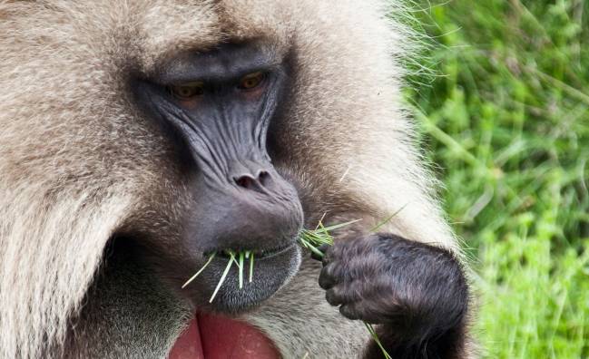 Babuino gelada de Etiopía