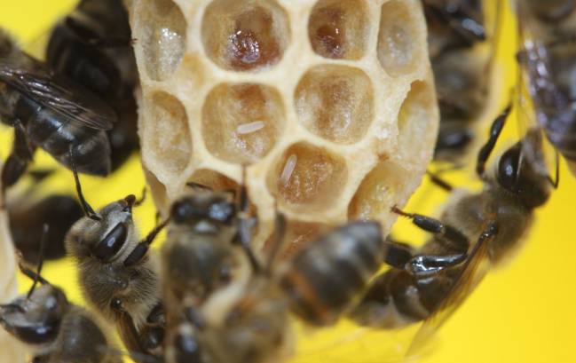 Abejas en una colmena