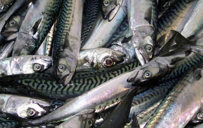 Varias doradas en una pescadería