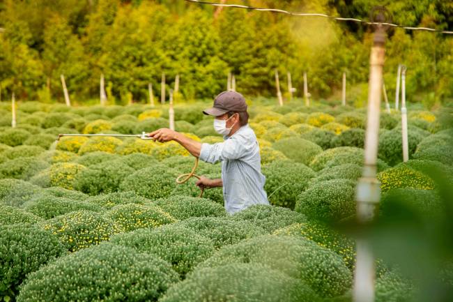 Agricultor rociando pesticida