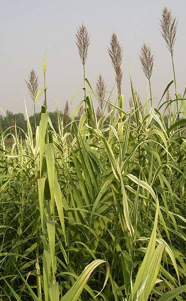 Arundo Donax. Imagen: Shizhao.