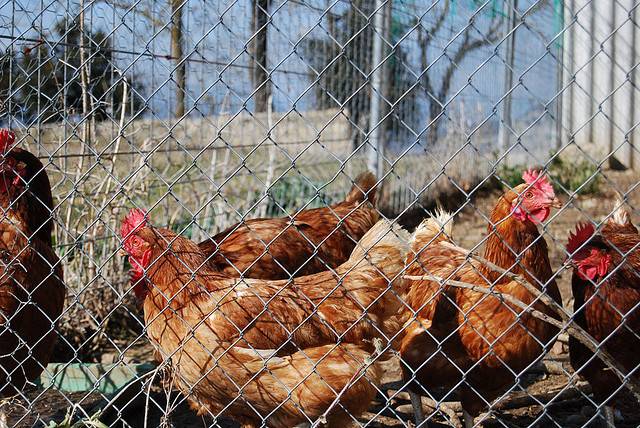 Gallinas