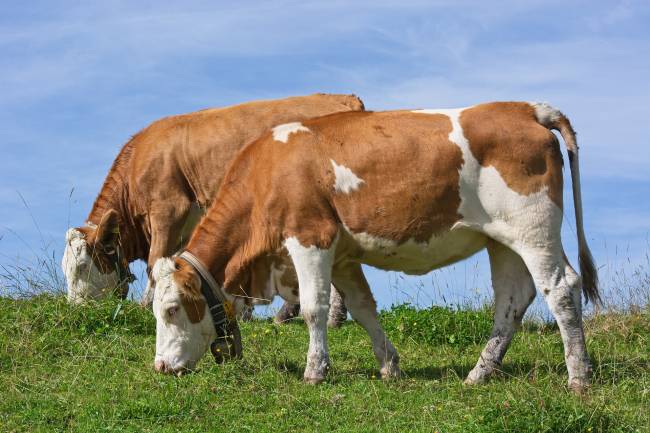 El tratamiento de las proteínas de la dieta de los rumiantes puede llegar a reducir más de un 10% la emisión de metano producido en la fermentación ruminal. 