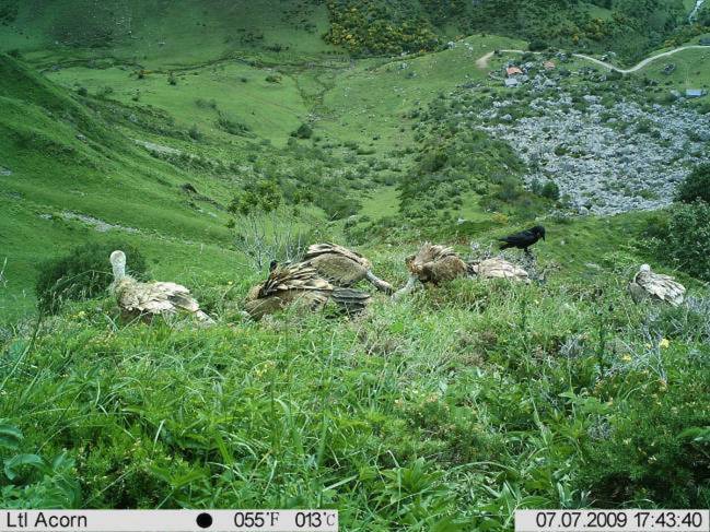 Foto tomada con las cámaras de fototrampeo donde se se aprecia la carroña (de rebeco) y otras especies de carroñeros que vienen a comérsela en la Cordillera Cantábrica. / Patricia Mateo-Tomás y Pedro P. Olea