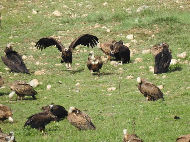 Buitres negros en Pirineos