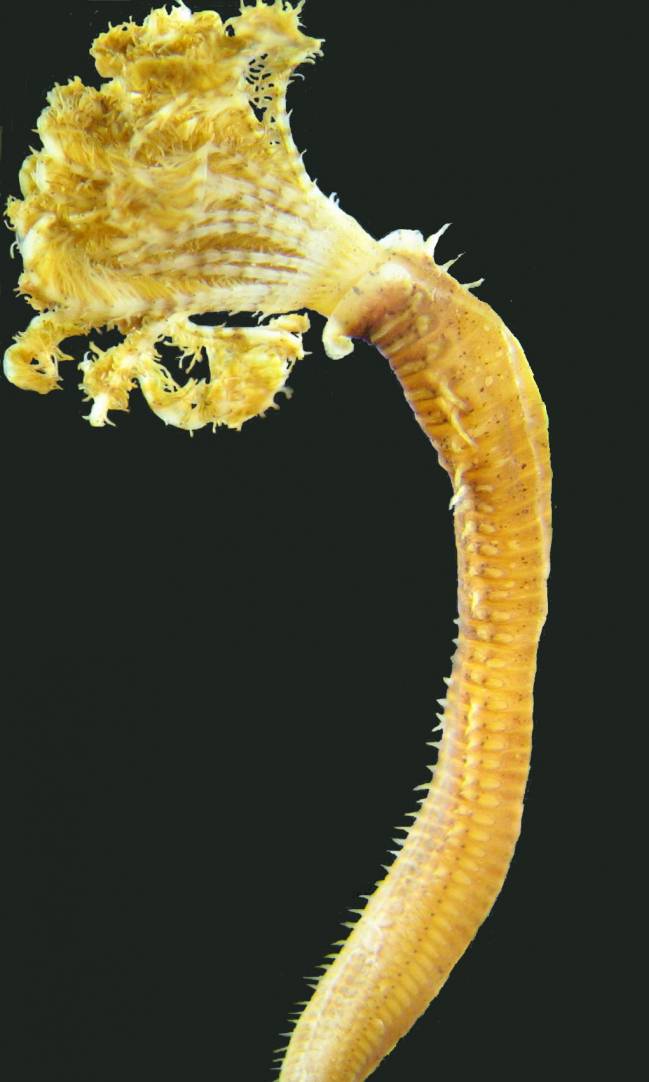 Especies marinas invasoras en el Mediterráneo