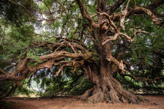 plantas, cambio climático