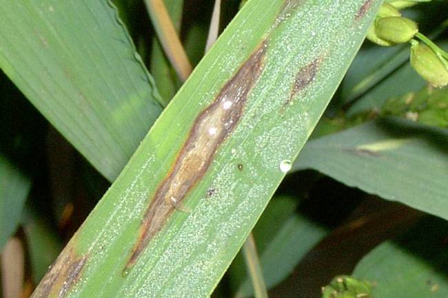 Hoja de arroz afectada por piricularia