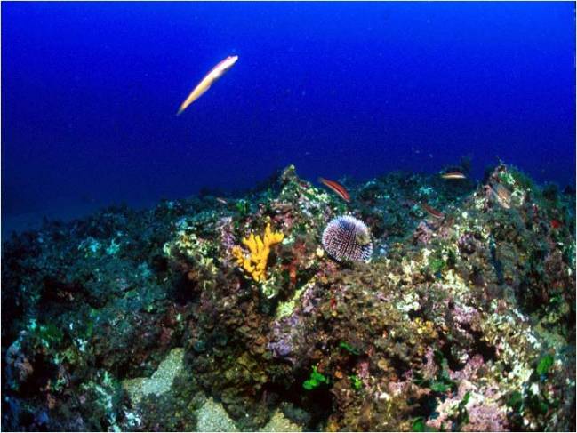 Imagen de fondo submarino en la Costa Brava. CSIC.