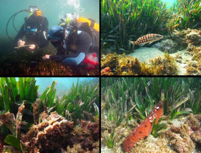El estudio ha sido llevado a cabo por el grupo de investigación Posidonia Sur, del departamento de Biología Animal de la Universidad de Málaga. /Posidonia Sur