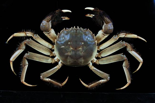 Imagen de un cangrejo chino (Eriocheir sinensis). UV.