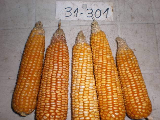 Mazorcas de maíz