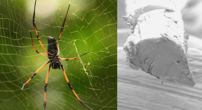 Araña de la especie Nephila inaurata
