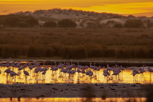 Imagen de flamencos con cielo amarillo en una laguna