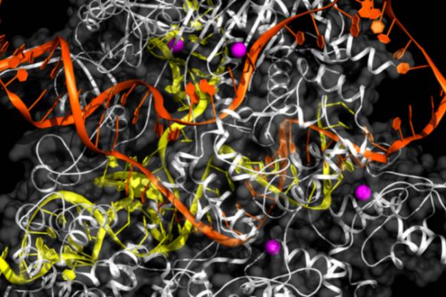 ilutración del funionamiento del CRISPR