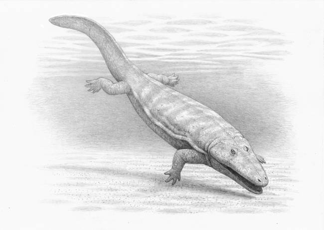 Calmasuchus acri