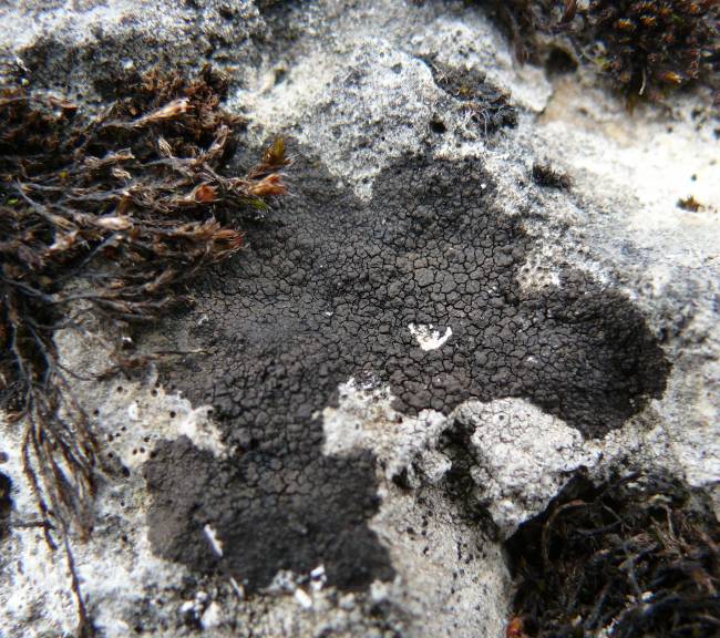 Colonización de una roca por el liquen Verrucaria nigrescens