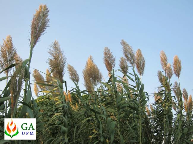 Cultivo de caña común (Arundo donax L.) en floración.