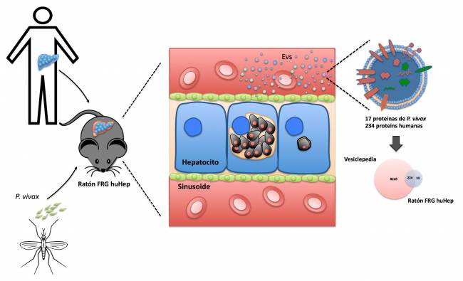 Infección de Plasmodium vivax en ratones humanizados