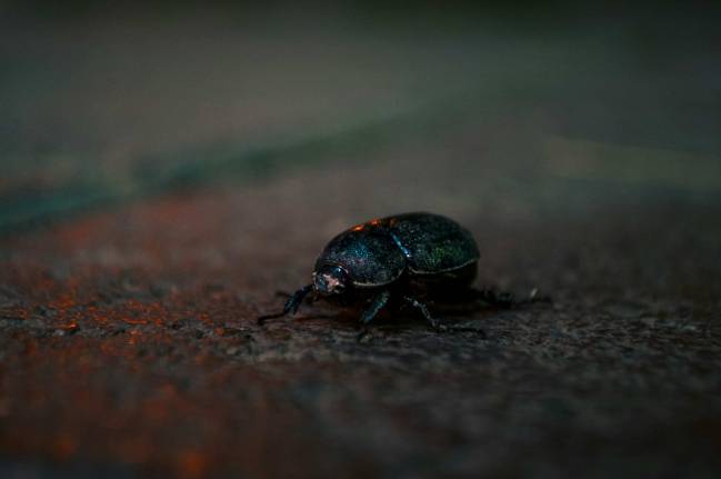insectos