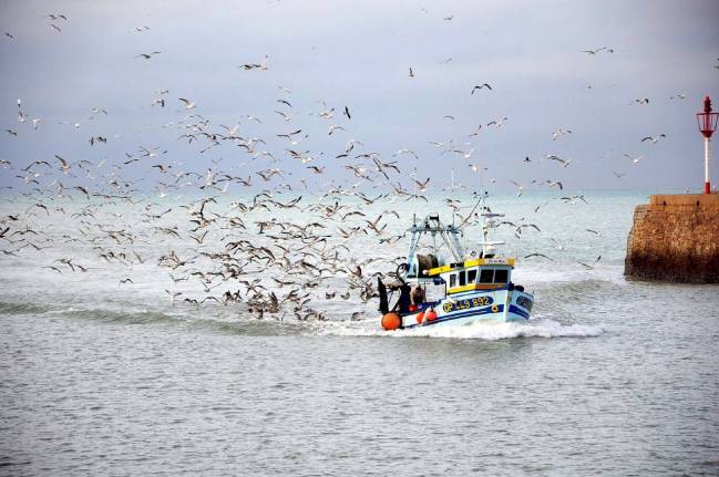 Capturas de aves marinas