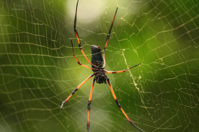 Araña de la especie 'Nephila inaurata'.