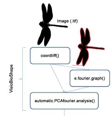 VisioBioShapeR es un programa de procesamiento de imágenes aplicable a todos los campos de estudio que exigen la caracterización de los contornos en las imágenes.