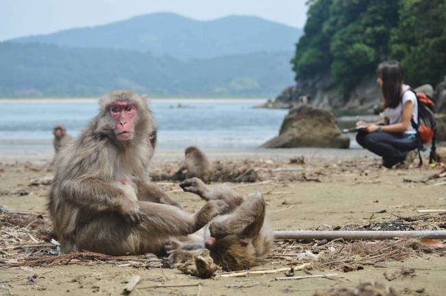 Macacos japoneses