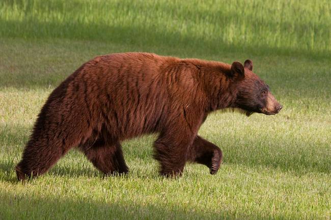 Oso pardo en Montana