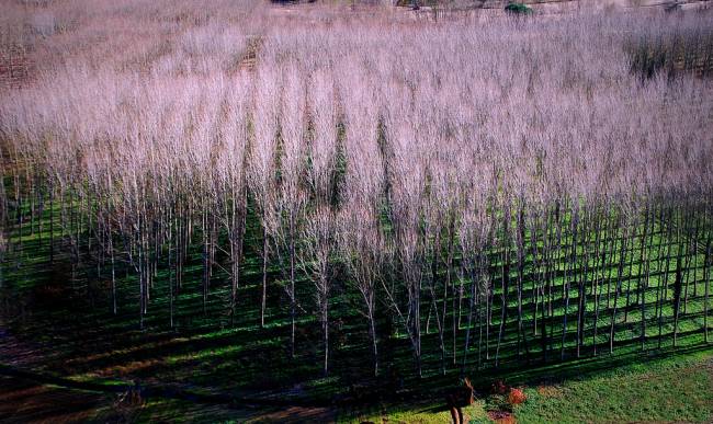 Plantación de chopo.