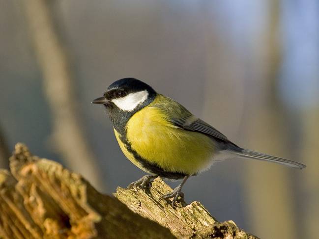 Carbonero común, Parus major. / Wikipedia
