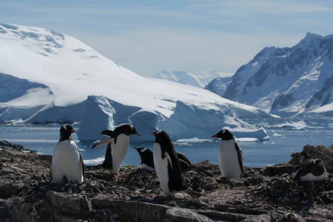 Pingüinos en las costas de la Antártida. Imagen: