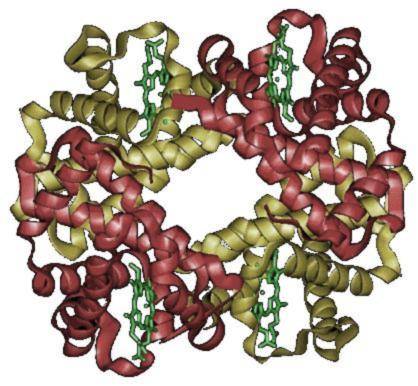 beta talasemia severa, tratamiento, US