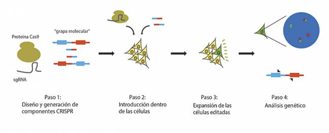 CRISPR para generar modelos celulares de cáncer