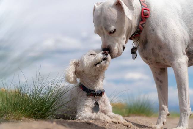 Perros