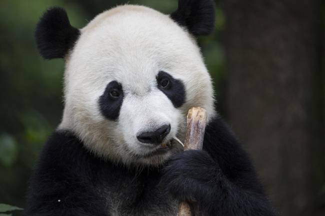 células madre de oso panda gigante