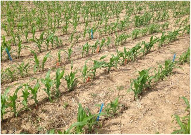 Líneas de maíz y restos vegetales en superficie de los cultivos cubierta sembrados en el periodo otoño-invierno. Ensayo de cultivos cubierta de larga duración (Finca La Chimenea, Aranjuez, Madrid).