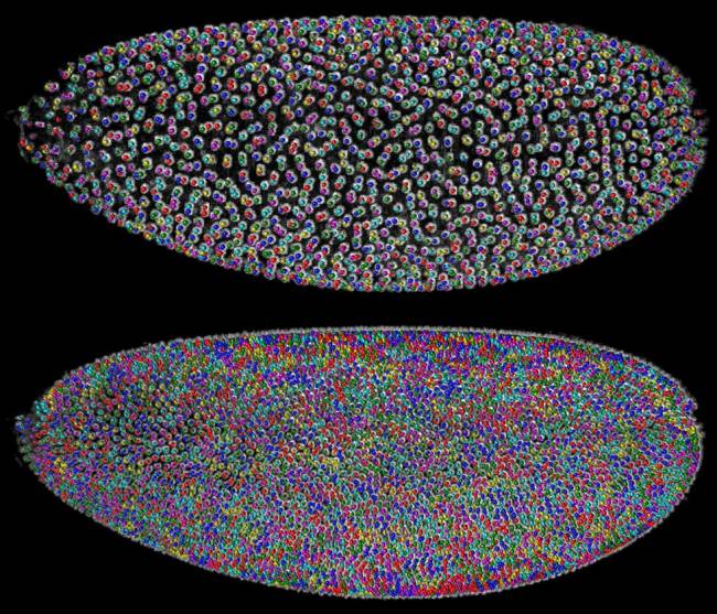 Reconstrucción del patrón celular de un embrión de mosca Drosophila. Imagen: Kellerlab